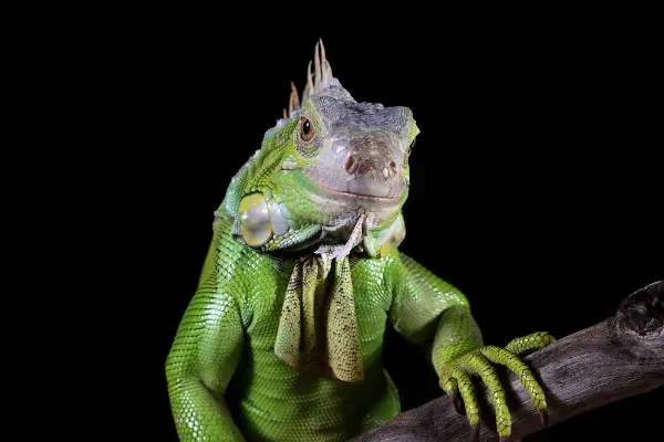 Imagem do Iguana
